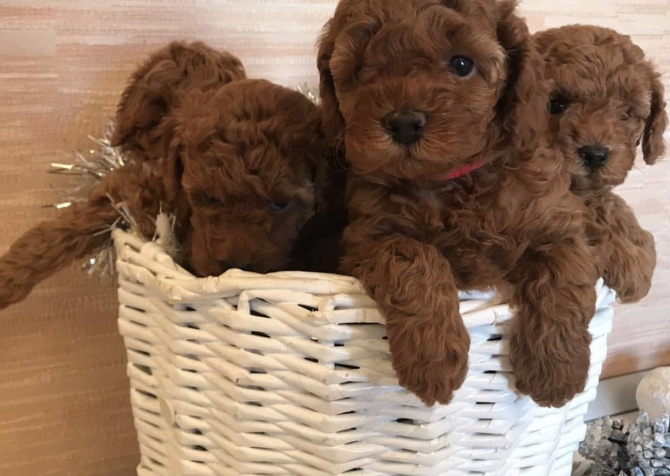 Mini Boy Poodle Bebekler